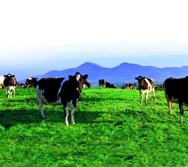 cow_background